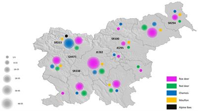 Genomic revelations: investigating rotavirus a presence in wild ruminants and its zoonotic potential